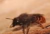 Osmia bicolor